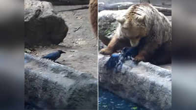 वीडियो: पानी में डूब रहा था कौआ, भालू ने हीरो बनकर बचा ली जान