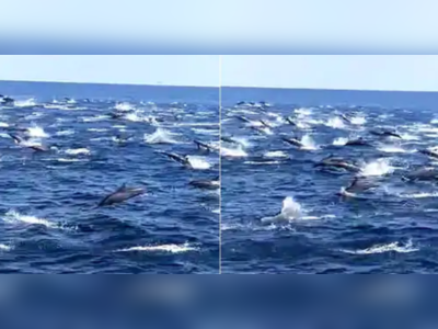 પોરબંદરના દરિયામાં ઉછાળા મારતી જોવા મળી Dolphins, વાયરલ થયો Video 