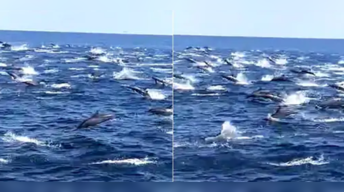 પોરબંદરના દરિયામાં ઉછાળા મારતી જોવા મળી Dolphins, વાયરલ થયો Video 