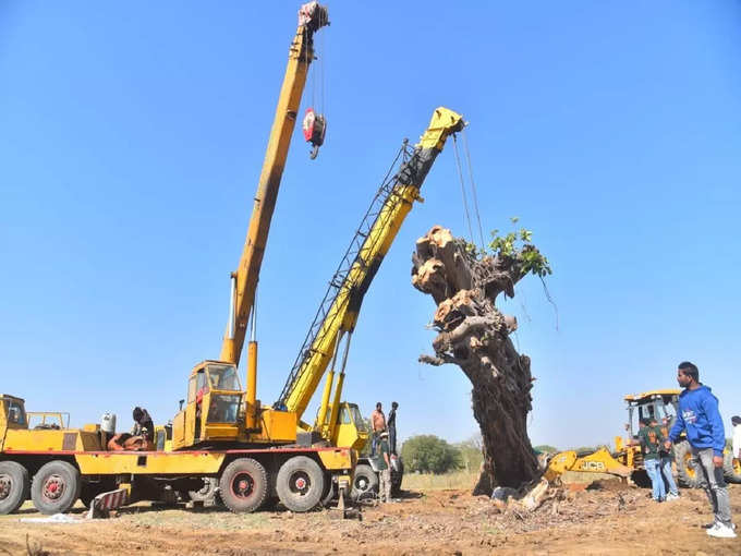 మర్రి చెట్టు