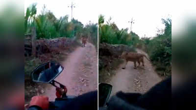 गुजरात: सामने आकर खड़ा हुआ शेर, स्कूटी होते हुए भी नहीं भागे, देखें फिर क्या हुआ