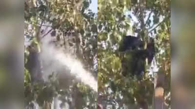 Seoni Bear Rescue : पानी की बौछारें, पटाखे की आवाज, धुआं... फिर भी पेड़ से नीचे नहीं उतरा भालू, देखें रोचक वीडियो