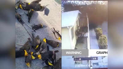 5G, करंट या प्रदूषण... आसमान से अचानक गिरे सैकड़ों पक्षियों की मौत पर बवाल, वायरल हुआ वीडियो