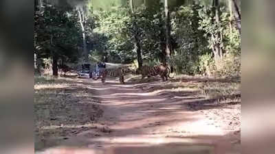 Tigers Fighting Video: दो बाघों की लड़ाई का लाइव वीडियो, टाइगर रिजर्व में पर्यटकों के सामने ही भिड़ गए दोनों