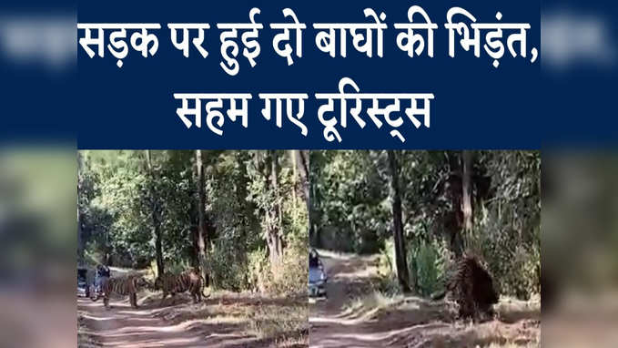 जब सड़क पर गुत्थमगुत्था हुए दो बाघ, दहाड़ से गूंज उठा पेंच टाइगर रिजर्व, देखिए Live Video