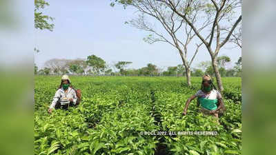 कडक अन् गरमागरम! आसामच्या गोल्डन पर्ल टीला मिळाला ९९ हजाराचा गोल्डन भाव