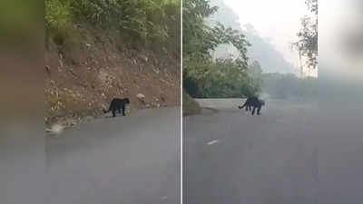 अपने रास्ते जा रहा था बघीरा, गाड़ी की आवाज सुनते ही लगा दी सड़क पर दौड़