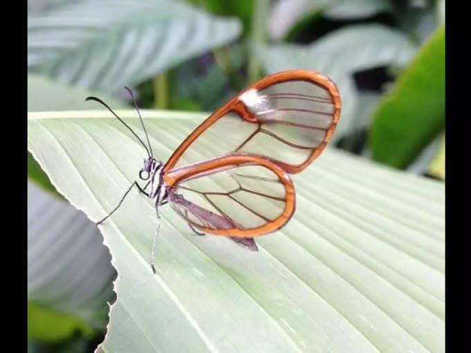 నేను ఈ అందమైన పారదర్శకమైన సీతాకోకచిలుక (transparent butterfly)ను ఫొటో తీశాను. 