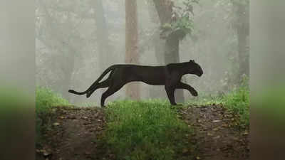 खरा खुरा ‘बगिरा’ जेव्हा डोळ्यांसमोर येतो; पाहा दुर्मिळ ‘Black Panther’चा ढासू अंदाज