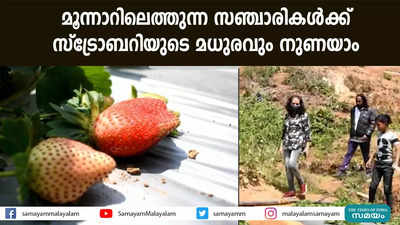 മൂന്നാറിലെത്തുന്ന സഞ്ചാരികള്‍ക്ക്  സ്‌ട്രോബറിയുടെ മധുരവും നുണയാം  