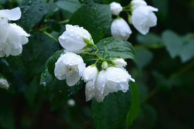 ​ದುಂಡು ಮಲ್ಲಿಗೆ-