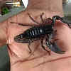 Scorpions PNG images, scorpion PNG | Pngimg.com