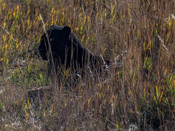 तडोबा अंधारी टाइगर रिजर्व - Tadoba Andhari Tiger Reserve