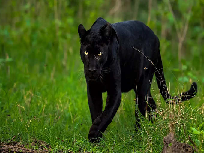 मानस राष्ट्रीय उद्यान, असम - Manas National Park, Assam