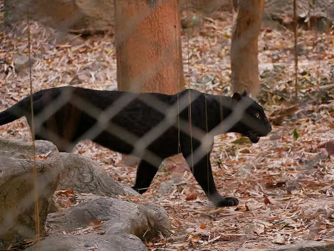 दांदेली वन्यजीव अभयारण्य, कर्नाटक - Dandeli Wildlife Sanctuary, Karnataka