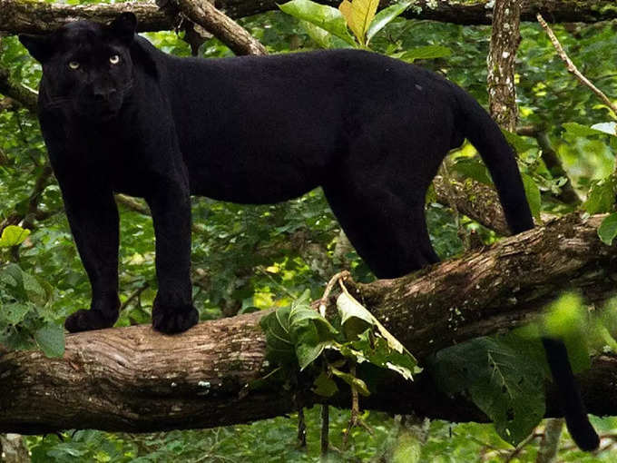 काबिनी वन्यजीव अभयारण्य, कर्नाटक - Kabini Wildlife Sanctuary, Karnataka