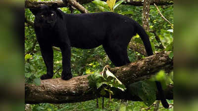 भारत के इन नेशनल पार्क में दिखते हैं ‘काले तेंदुए’, बस जरा जिगरा मजबूत करके ही यहां जंगल सफारी करने आएं