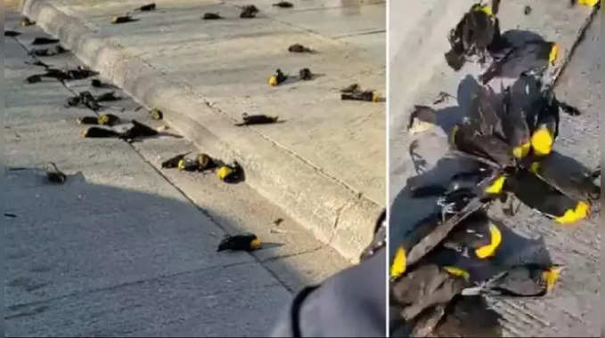 મેક્સિકોના આકાશમાં ઉડતા બ્લેકબર્ડ પક્ષીઓ સેંકોડની સંખ્યામાં ટપોટપર મરીને નીચે પડ્યા 
