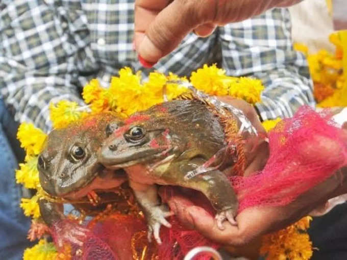 भारत के कई हिस्सों में पशु विवाह - Animal Weddings in several Parts of India