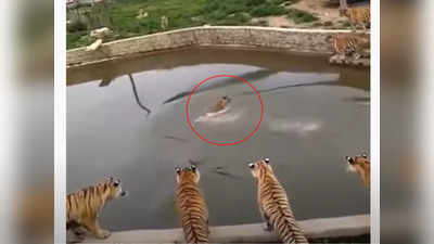 Video: ‘हिंमत असेल तर करा शिकार’; एकट्या बदकाने शिकवला १२ वाघांना धडा