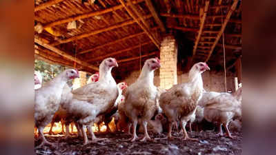 Bird flu : राज्यात बर्ड फ्लूचा शिरकाव; ठाण्यातील पोल्ट्रीतील शेकडो कोंबड्या दगावल्या