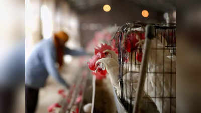 Bird flu: महाराष्ट्र में मिला बर्ड फ्लू का केस, 100 से ज्यादा मुर्गियों की मौत के बाद मारे गए 15,600 चूजे, ऐक्शन में प्रशासन