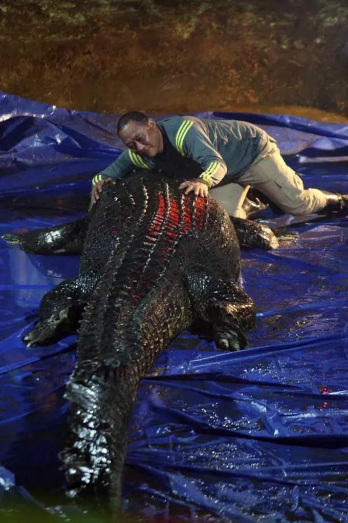 World&#39;s Largest Crocodile Dies