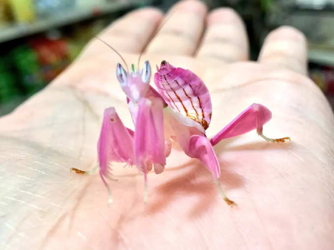 ఇది చూశారా మలేసియాలోని అరుదైన పెద్ద ఆర్చిడ్ మాంటిస్ (adult orchid mantis)
