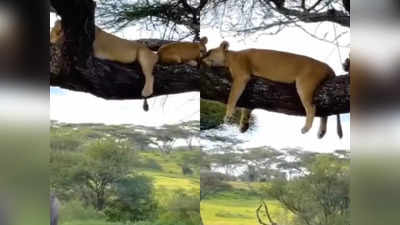 शेरों का पूरा परिवार पेड़ पर सो रहा था, IPS ने शेयर किया भयानक वीडियो