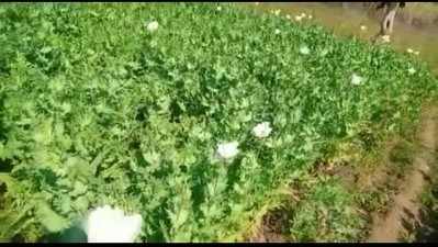 बिहार में अफीम : प्रशासन की जानकारी में हो रही नशे की खेती! लहलहा रहे खेत, एक हफ्ते में फसल होगी तैयार