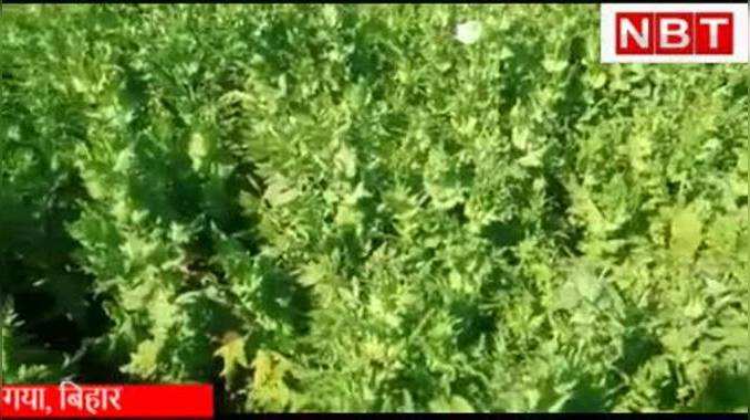 बिहार में अफीम : सरकार की जानकारी में हो रही नशे की खेती, लहलहा रहे खेत, एक हफ्ते में फसल होगी तैयार