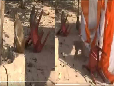 UP Election: હાથરસમાં મતદાન કેન્દ્ર પર વાંદરાઓનો તોફાન, મંડપ-ખુરશીઓ તોડી નાખી 