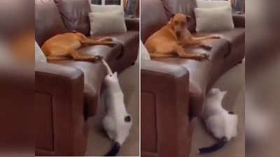 बिल्ली ने कुत्ते के साथ की गजब की शरारत, वीडियो इंटरनेट पर फैल गया