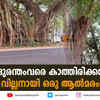 local news kasaragod video report on banyan tree on chandera road poses threat 89719641