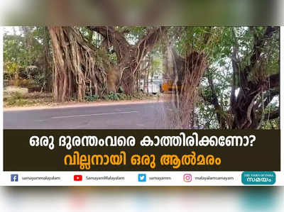 ഒരു ദുരന്തംവരെ കാത്തിരിക്കണോ? വില്ലനായി ഒരു ആൽമരം