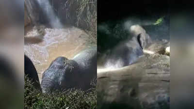 गड्डे में गिरा था हाथी, इस जुगाड़ से निकाला गया, IFS ने शेयर किया वीडियो