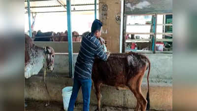 वडिलोपार्जित घर विकलं, कत्तलखान्यात जाणाऱ्या गाईंना जोपासलं, १० वर्षांपासून बीडच्या अवलियाची गोसेवा!