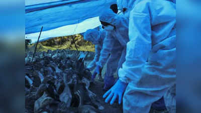 Bird Flu: मुंबई से सटे वसई में बर्ड फ्लू की आशंका, दो दिन में सात हजार मुर्गियां दफनाईं