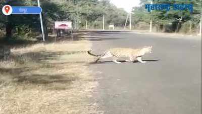 चंद्रपूरात वाघ-बिबट्यांची मुक्त संचार; विज केंद्रात वावरत असलेले तीन बिबट्या कॅमेऱ्यात कैद