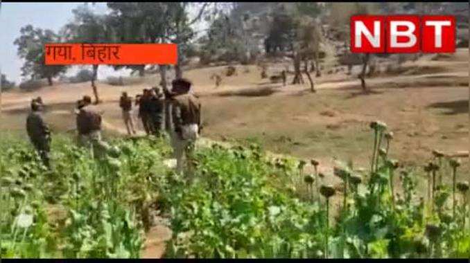 Gaya News : अफीम की खेती कर रहे माफियाओं पर एक्शन, 20 एकड़ की फसल को पुलिस प्रशासन ने किया नष्ट