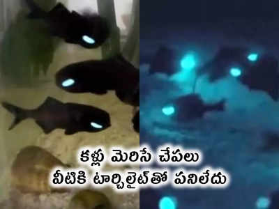 video: కళ్లు మెరిసే చేపలు.. వీటికి టార్చిలైట్‌తో పనిలేదు