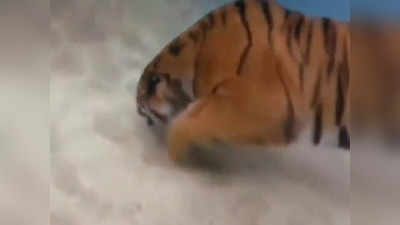 टाइगर ने 6 सेकेंड में ही बता दिया कि वो पानी के अंदर कैसे तैरता है
