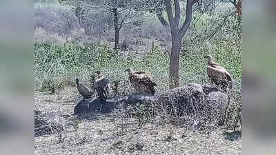 Vulture News: विलुप्त हो रहे गिद्धों का झुंड बांदा के रक्सी गांव में दिखाई पड़ा, रेडियो टैगिंग का कार्य जारी