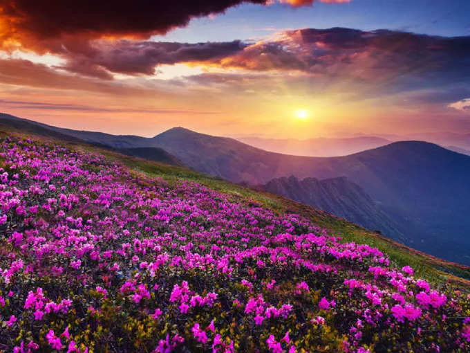 फूलों की घाटी, उत्तराखंड - Valley of Flowers, Uttarakhand