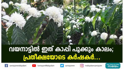 വയനാട്ടില്‍ ഇത് കാപ്പി പൂക്കും കാലം;  പ്രതീക്ഷയോടെ കര്‍ഷകര്‍...