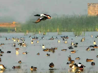 मुंबईत आढळले २५० प्रजातींचे पक्षी