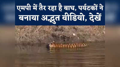 MP Tiger Swimming Video : एमपी में तैर रहा है बाघ, पर्यटकों ने बनाया रोमांचित करने वाला वीडियो