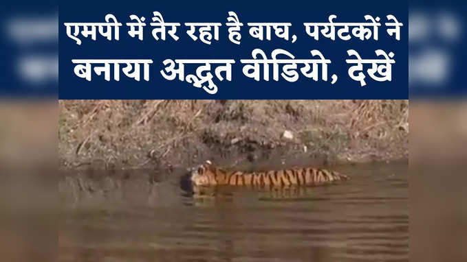 MP Tiger Swimming Video : एमपी में तैर रहा है बाघ, पर्यटकों ने बनाया रोमांचित करने वाला वीडियो