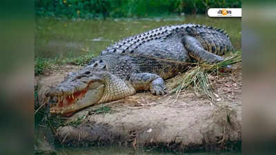 Nandigram-এর খালে ধরা পড়ল Crocodile