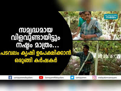 സമൃദ്ധമായ വിളവുണ്ടായിട്ടും നഷ്ടം മാത്രം...  പടവലം കൃഷി ഉപേക്ഷിക്കാൻ ഒരുങ്ങി കർഷകർ